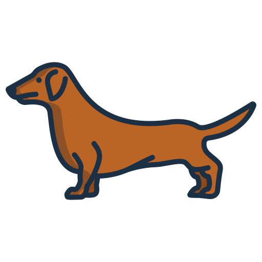 Dachshund